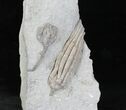 Nice Scytalocrinus + Forbesiocrinus Crinoids - Indiana #20183-1